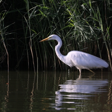 grande aigrette_20260721_a